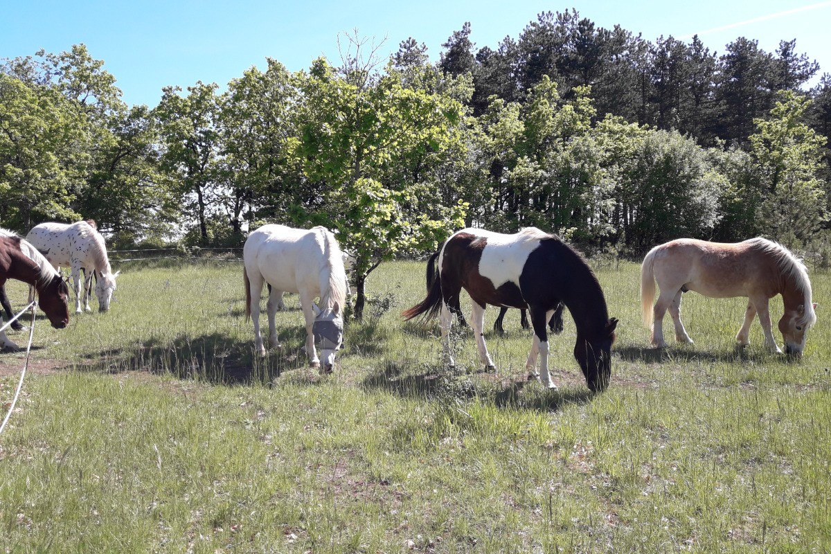 Nos compagnons