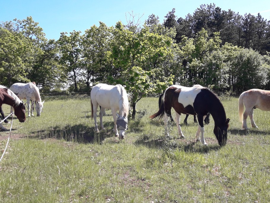 Nos compagnons