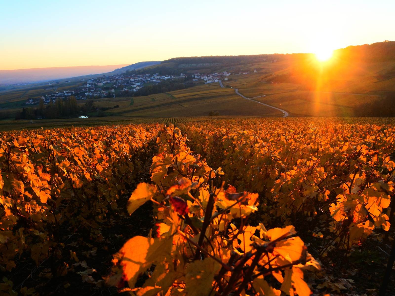 Magnifique vue du vignoble