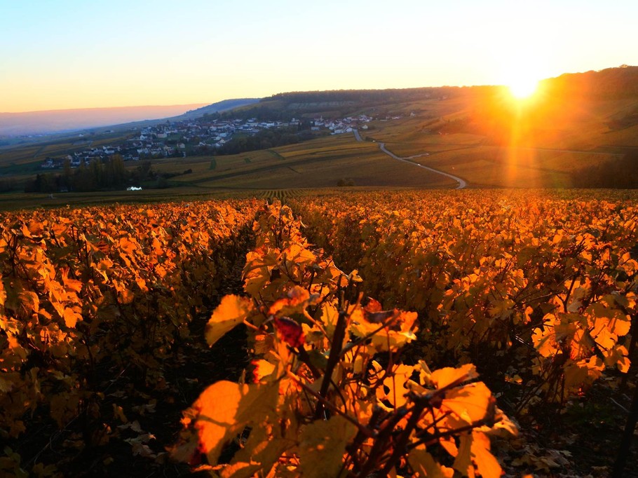 Magnifique vue du vignoble