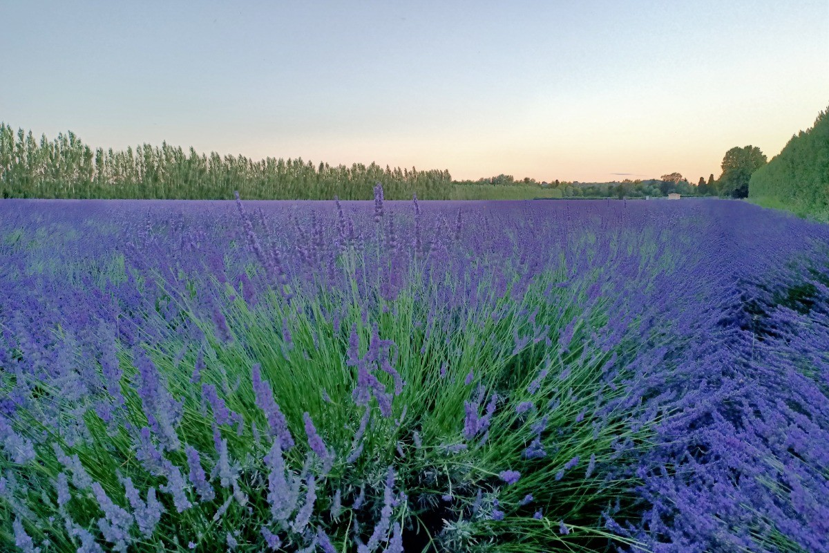 Les champs de lavande près de chez nous