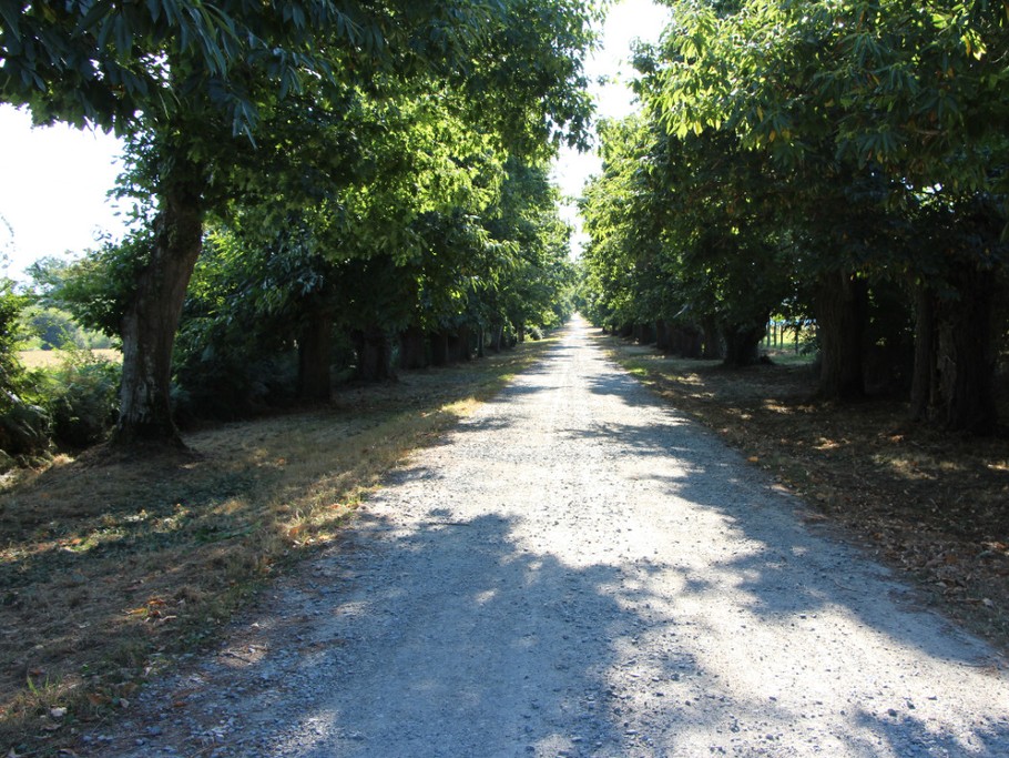 Accès à l'Onglée par une allée remarquable de chênes et châtaigniers