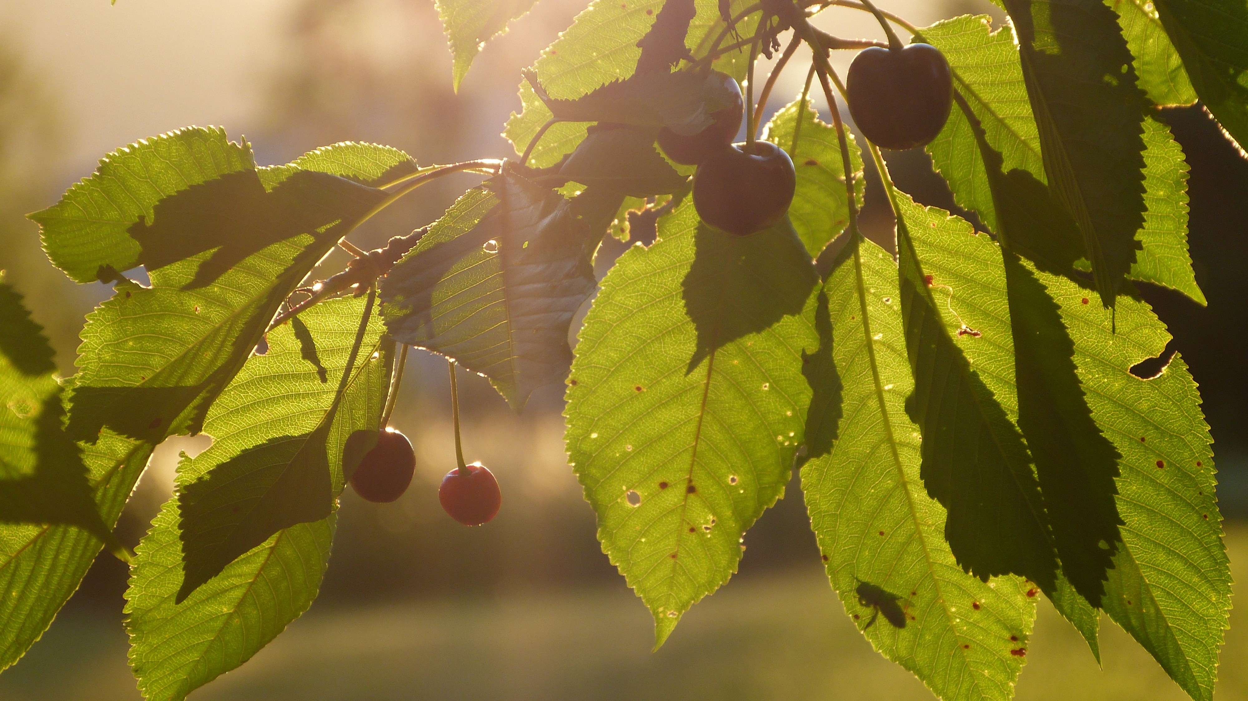 Photo n° 13 de la location