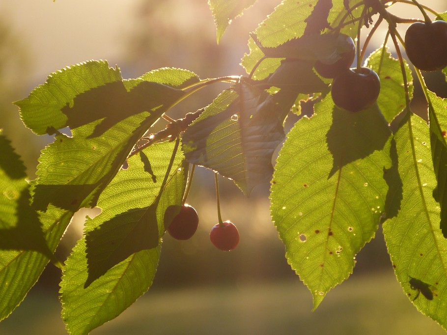 Photo n° 13 de la location