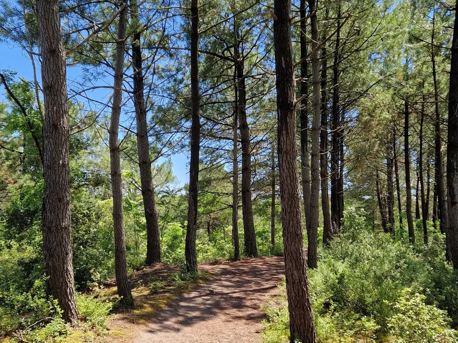 Forêt des pays de mont