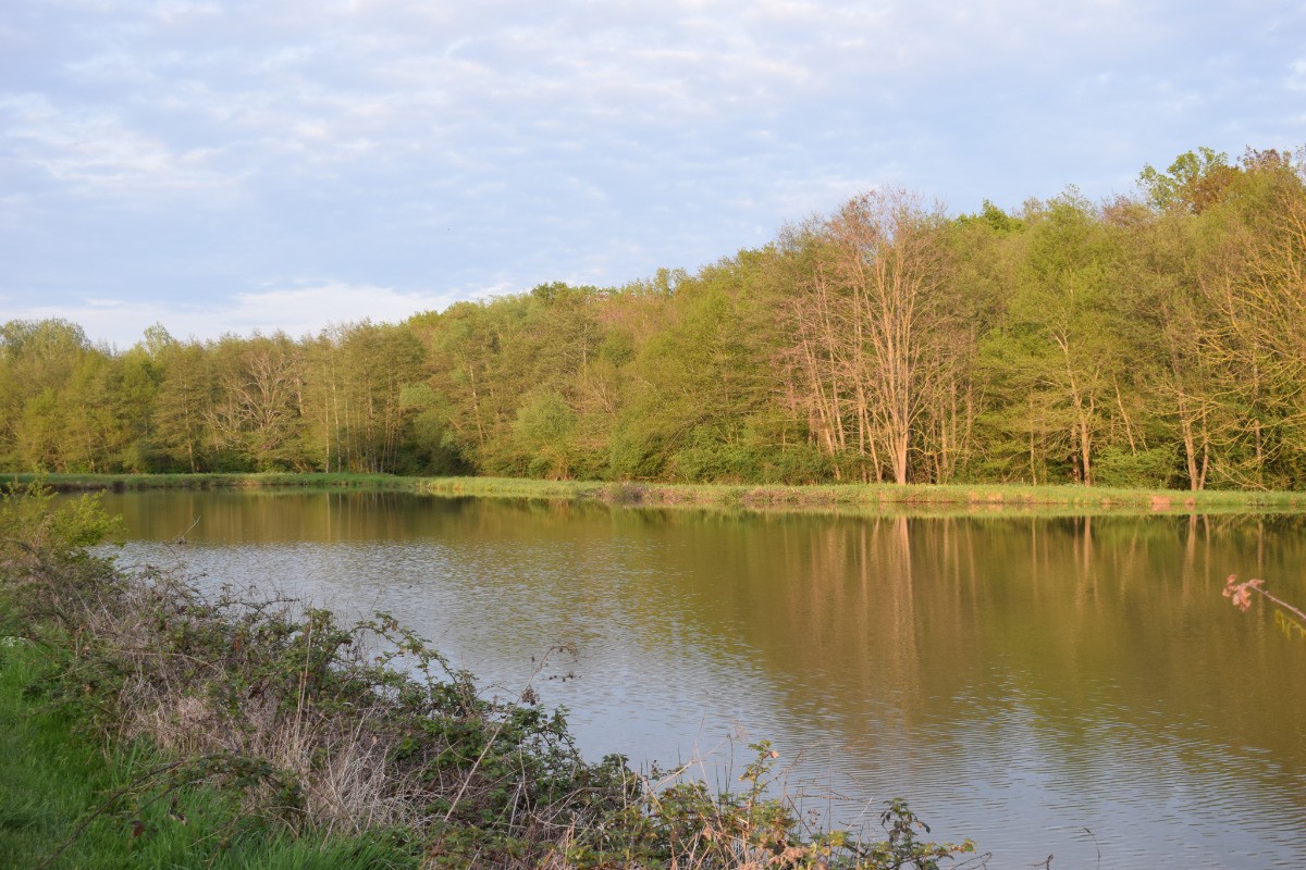 L'étang de la Montée Perdrix