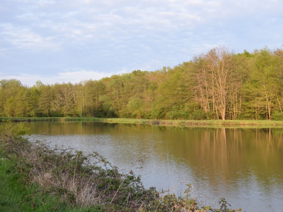 L'étang de la Montée Perdrix