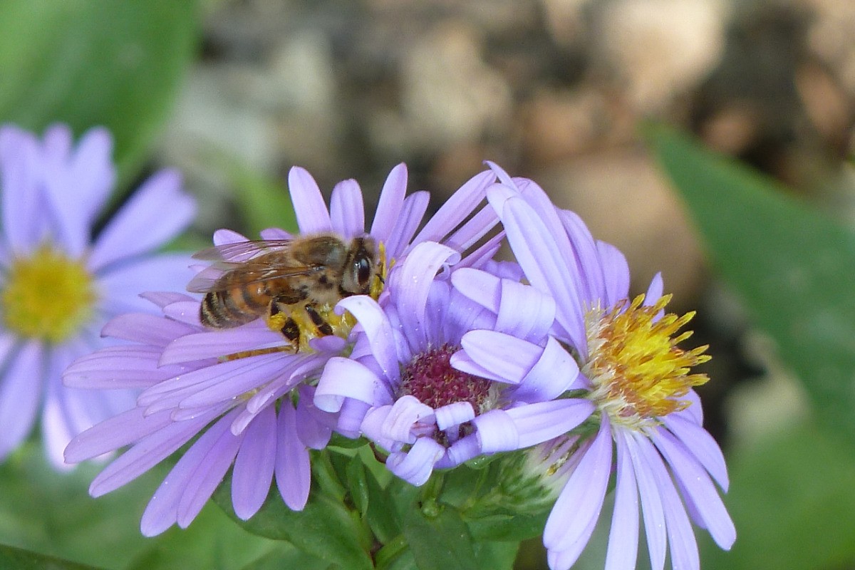 Abeille en plein travail