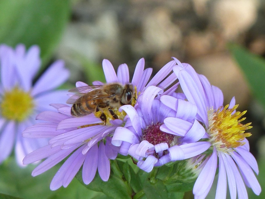 Abeille en plein travail
