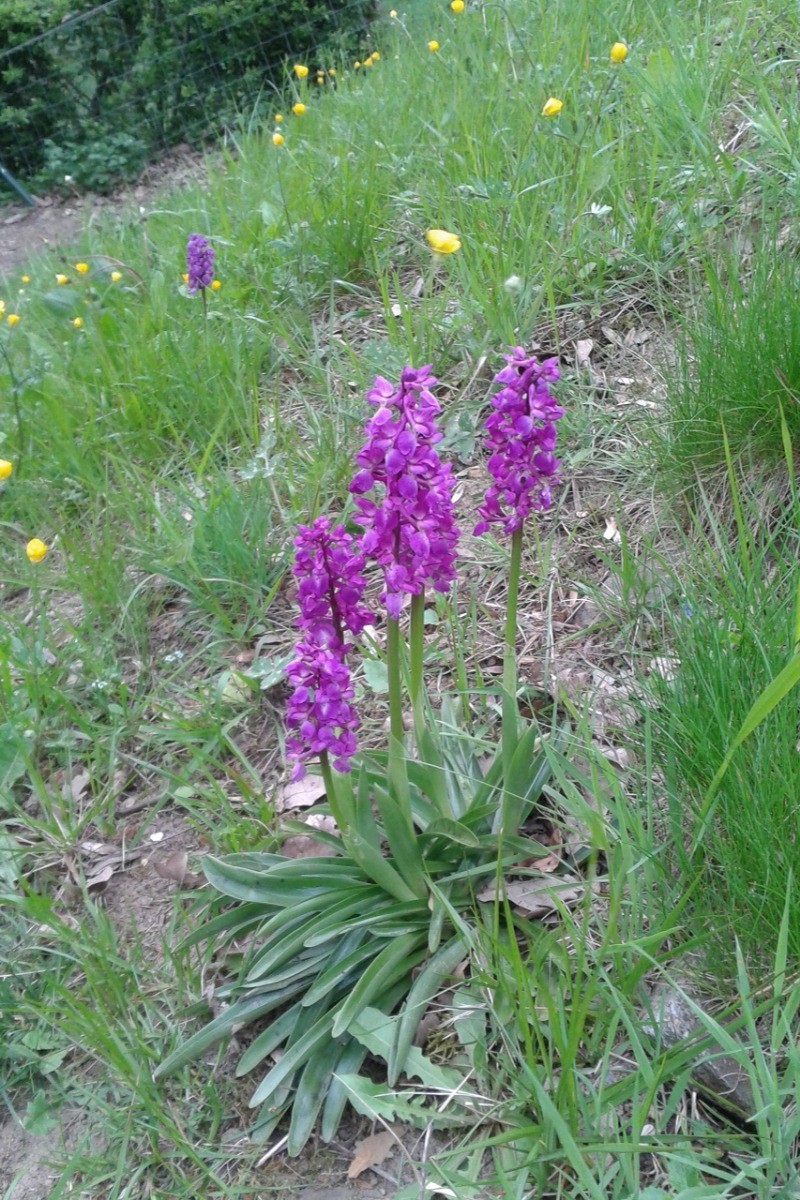 Orchidées sauvages à voir lors des promenades