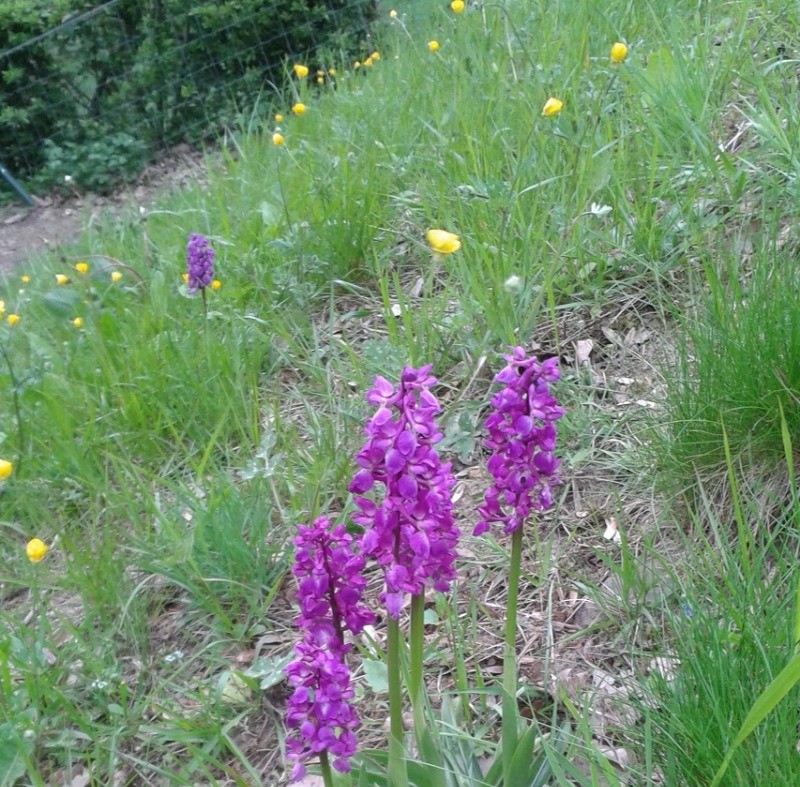 Orchidées sauvages à voir lors des promenades