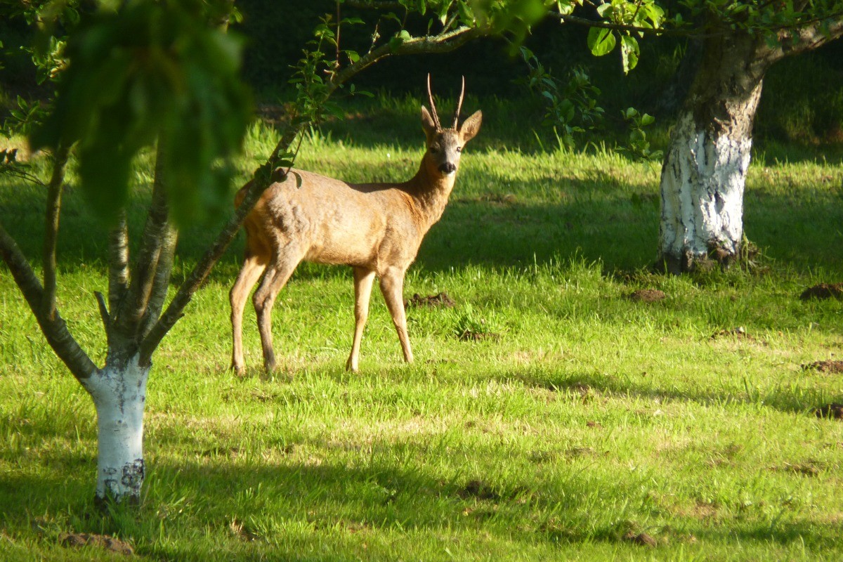 le parc