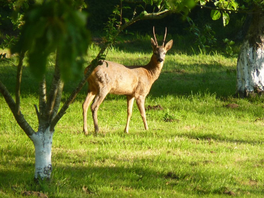 le parc