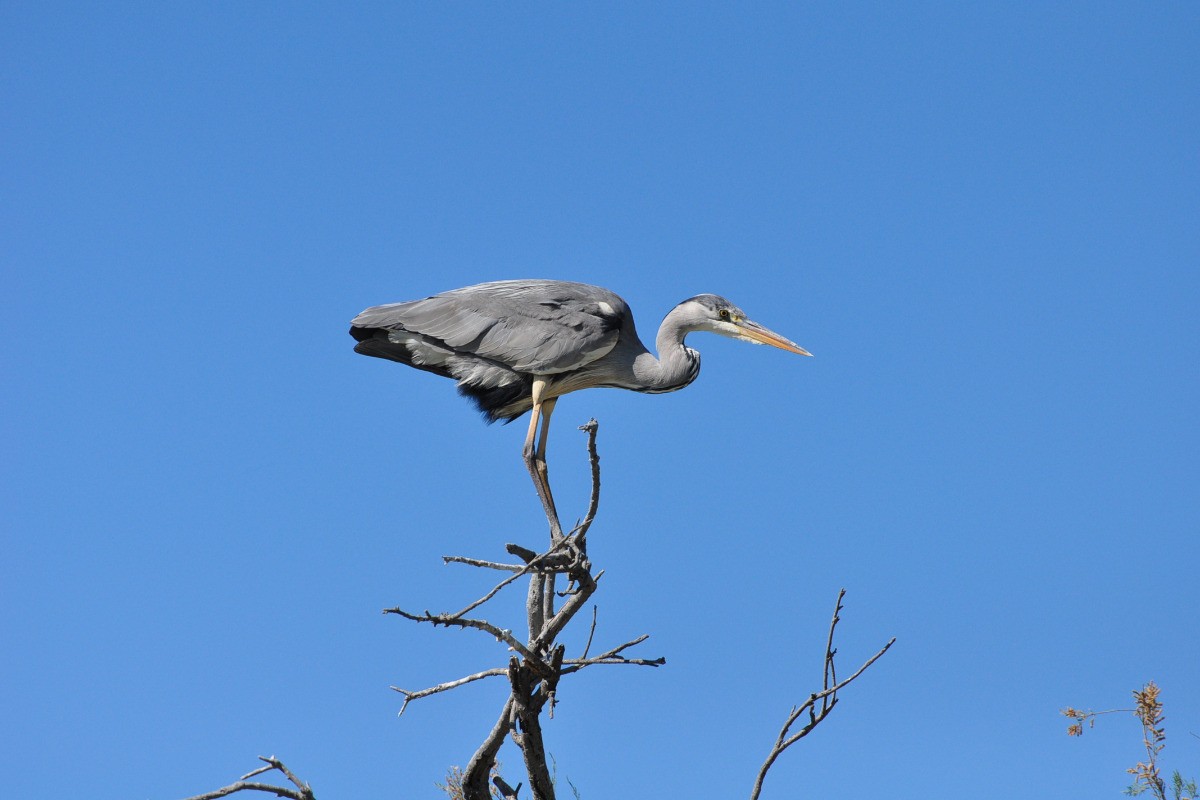 Héron cendré au parc ornithologique