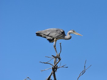 Héron cendré au parc ornithologique