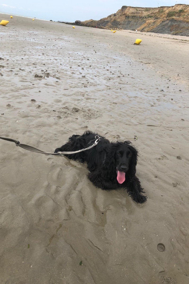 Plage Nord autorisée aux chiens