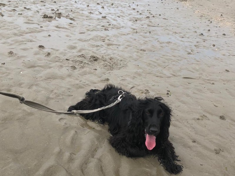 Plage Nord autorisée aux chiens