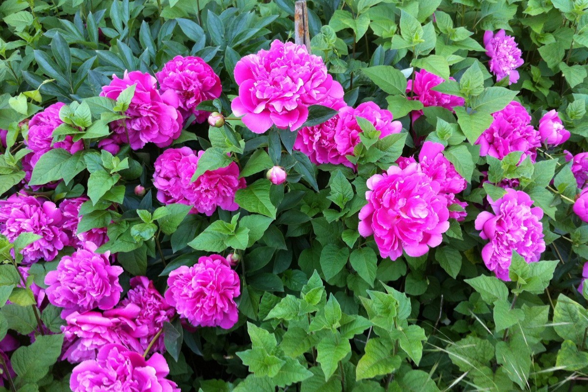 Le joli mois de mai (suite)  avec ses pivoines au pied de la maison