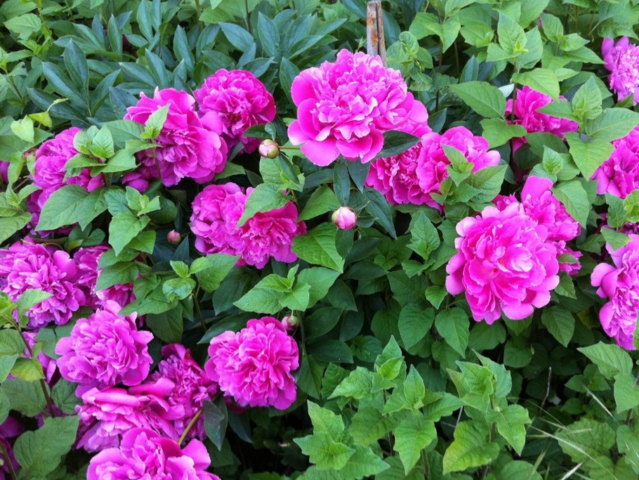 Le joli mois de mai (suite)  avec ses pivoines au pied de la maison