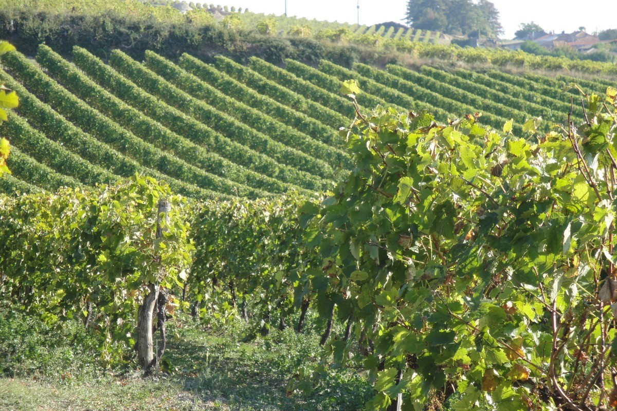 LA HAUTE SAINTONGE - Vignes © CMT17 E. COEFFE-3