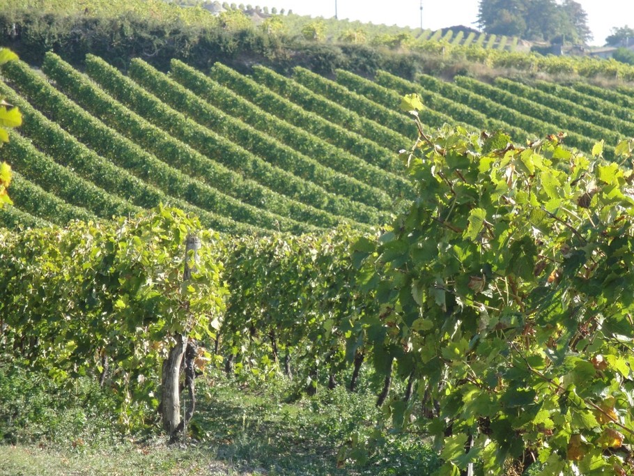 LA HAUTE SAINTONGE - Vignes © CMT17 E. COEFFE-3
