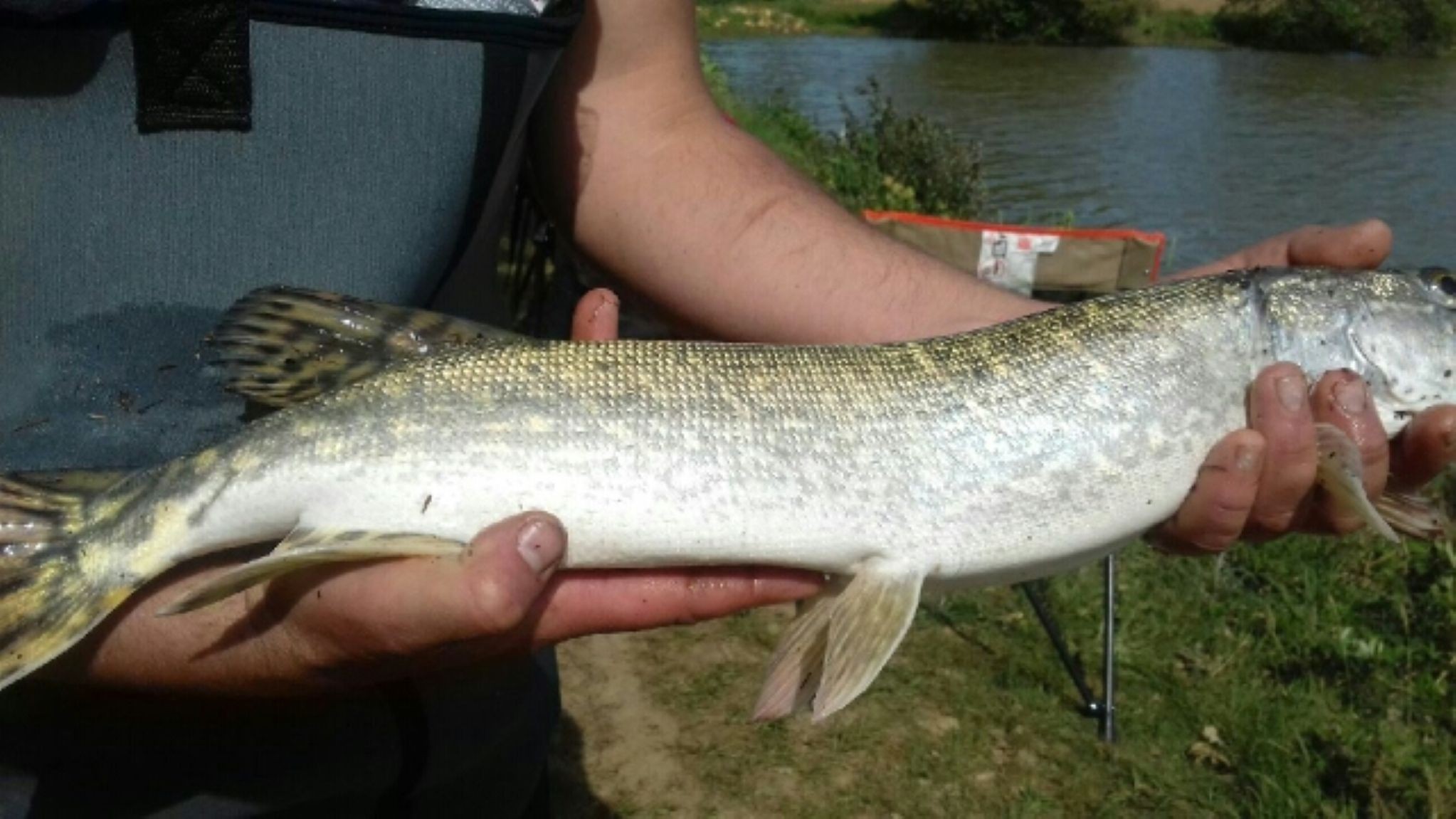 Poisson pêché dans un étang à MILLAC