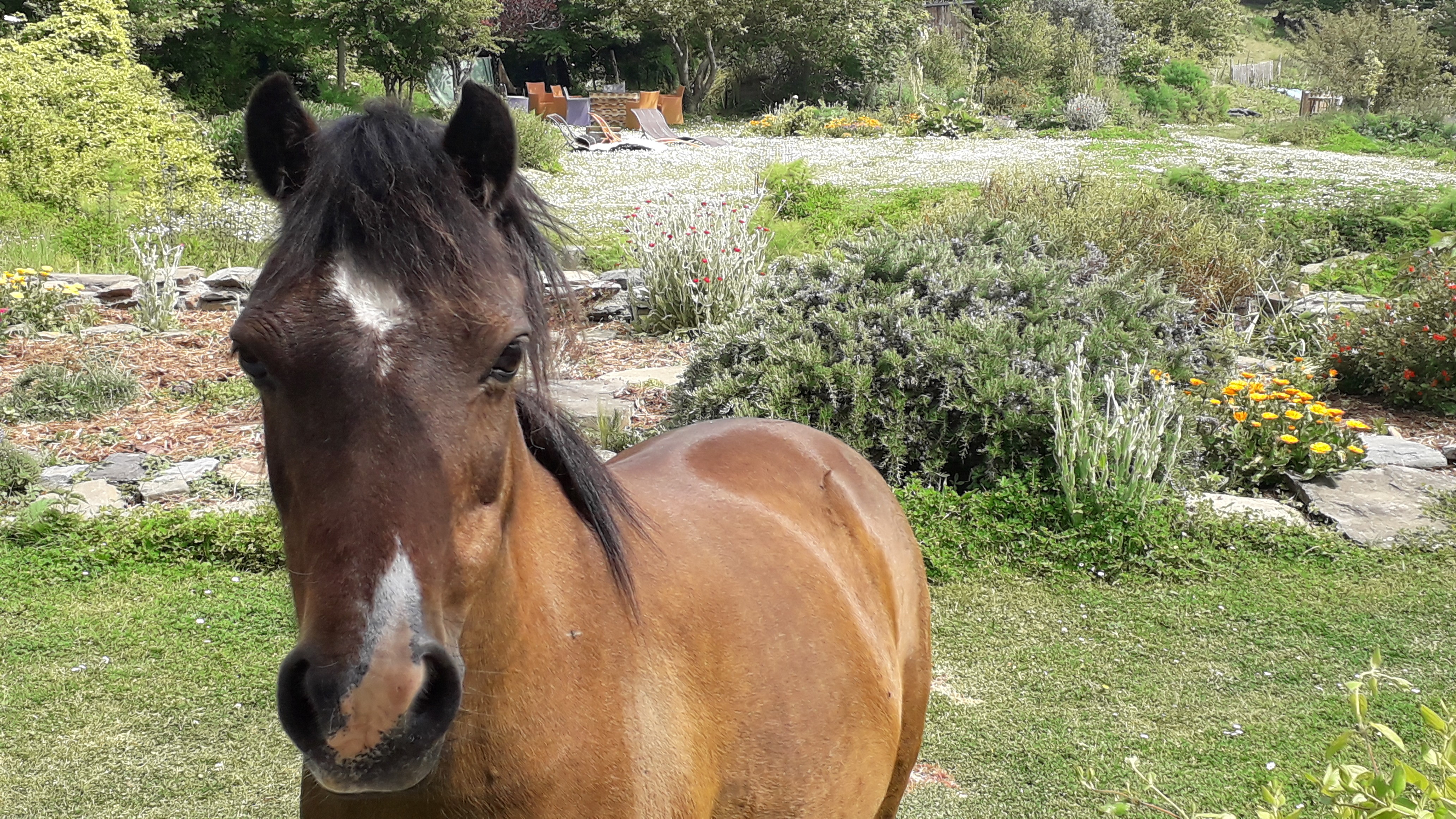 Harpaille nous dit bonjour