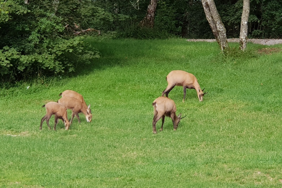 Un aperçu des habitants du parc !
