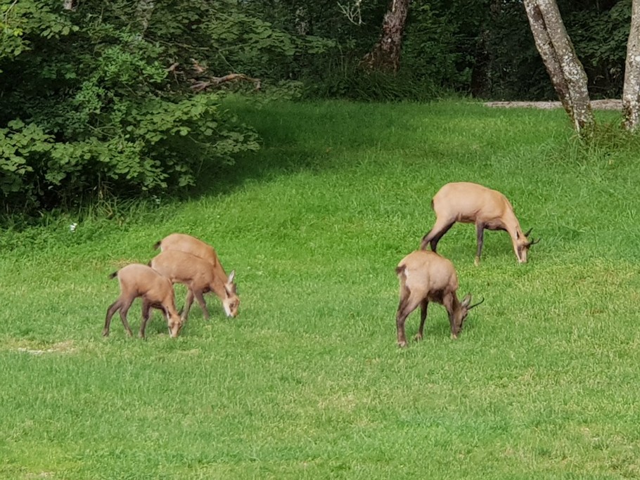 Un aperçu des habitants du parc !