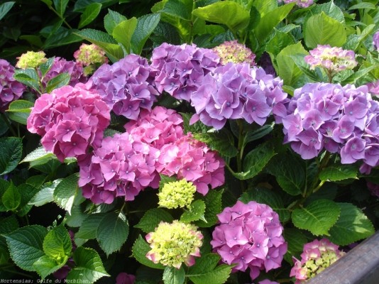 Chambre d'hôtes - Abbaye Autrey - Jardin en fleurs