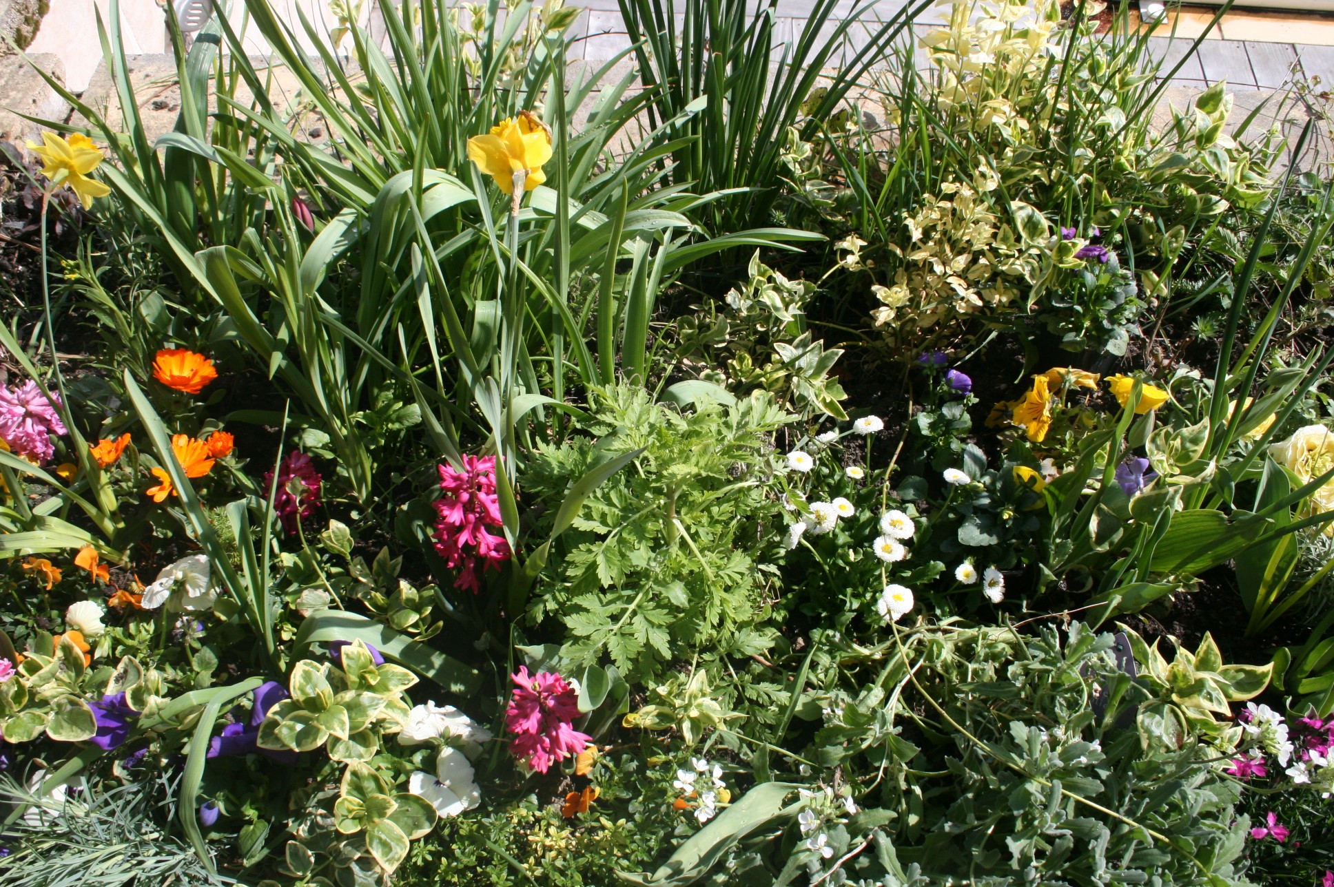 Fleurs de printemps.