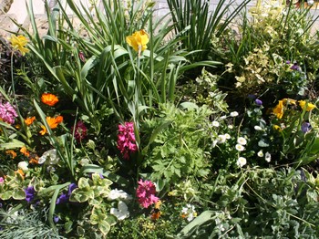 Fleurs de printemps.