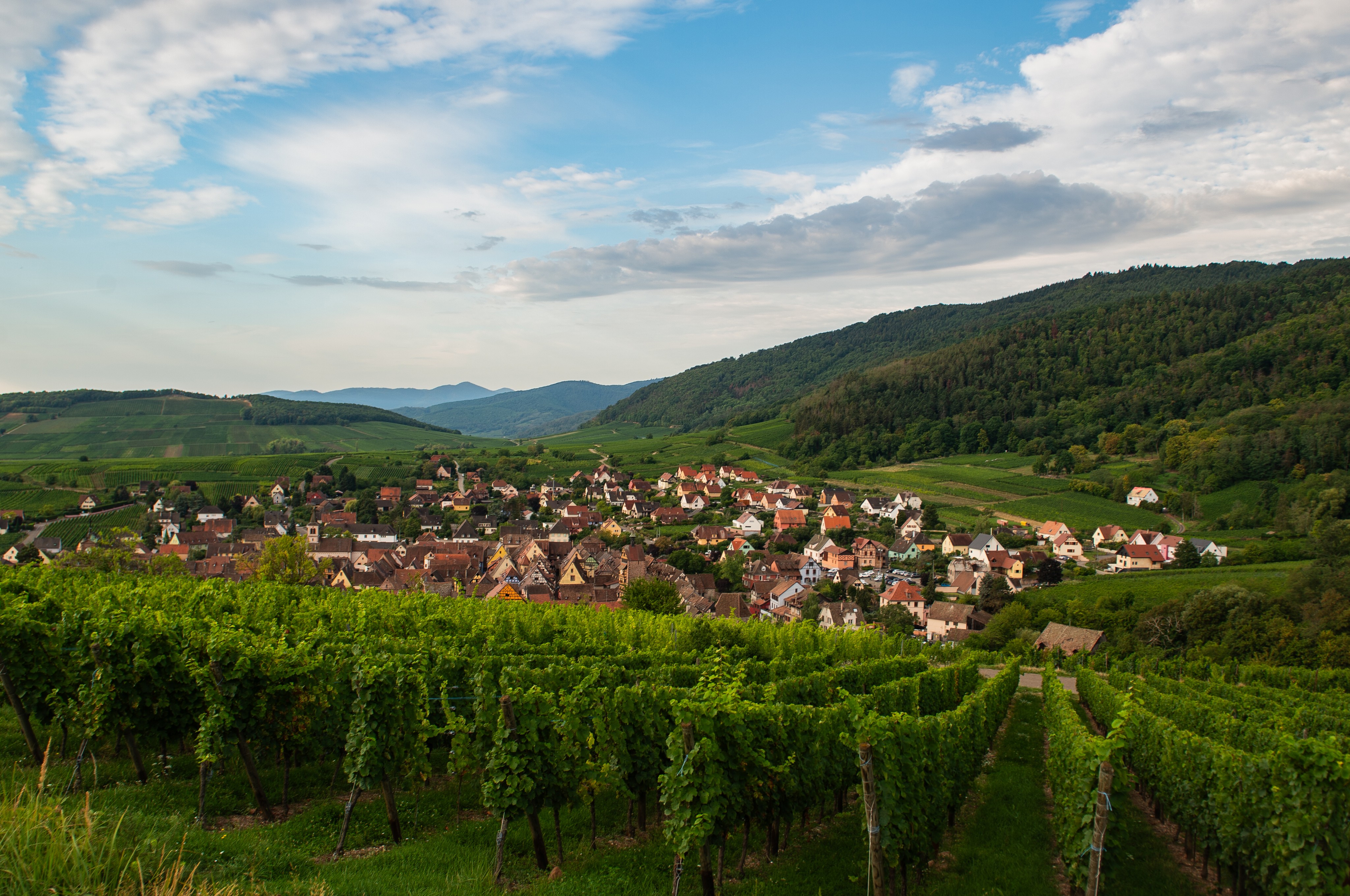 Sur les hauteurs de Riquewihr