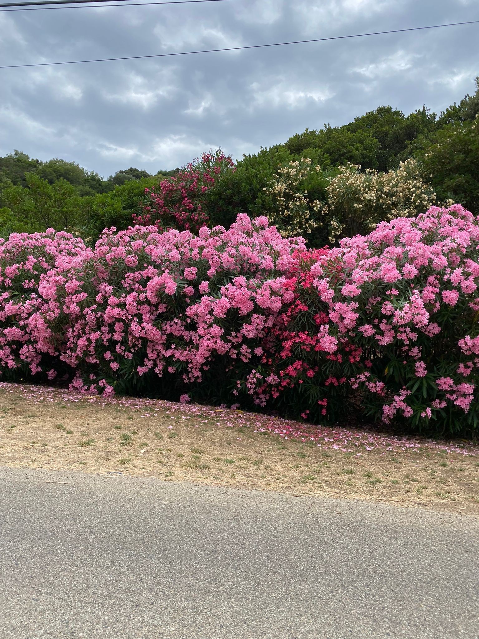 Fleurs d'été