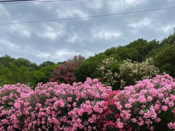 Fleurs d'été