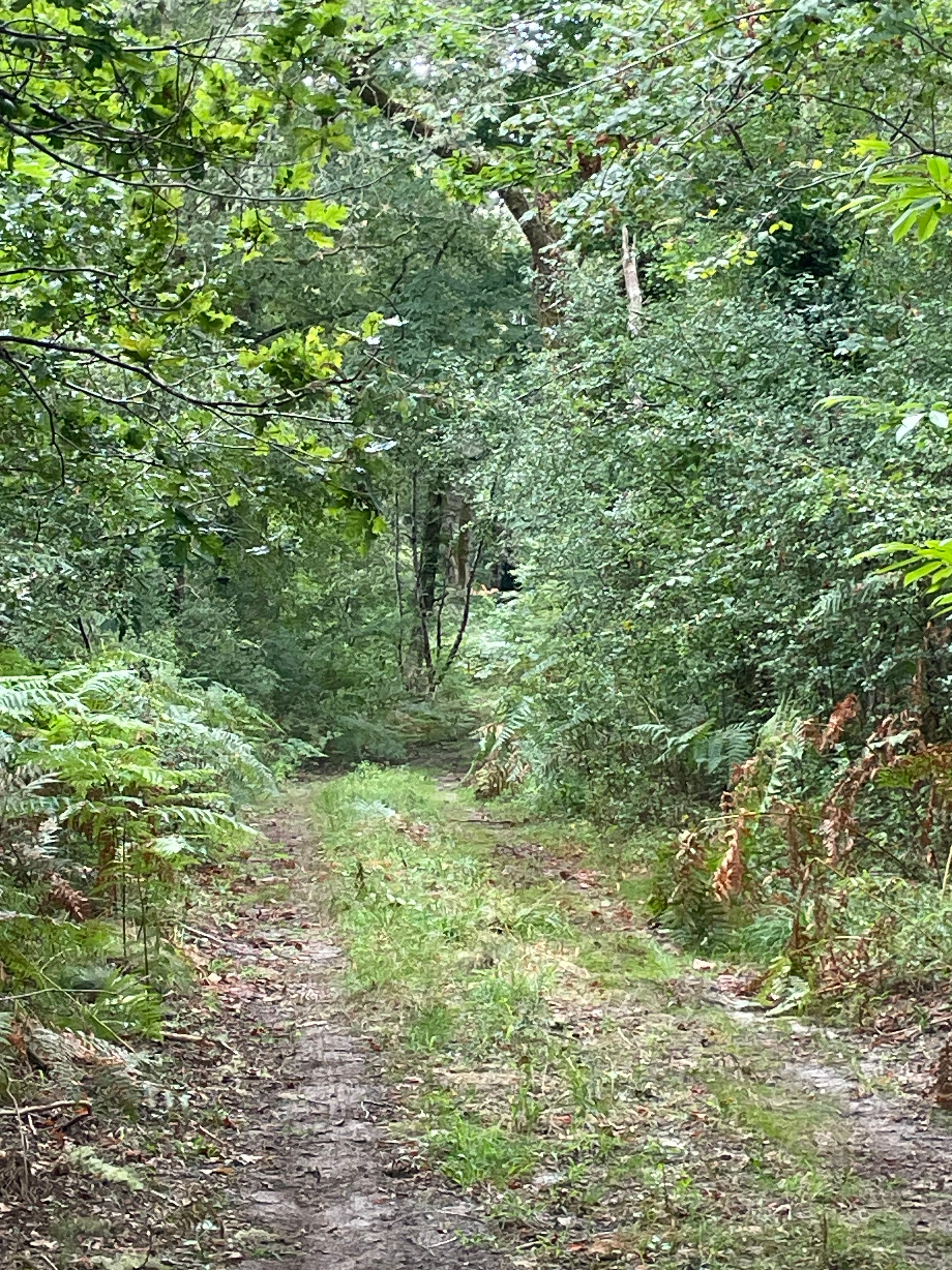 Gîte d'Hybère - Forêt