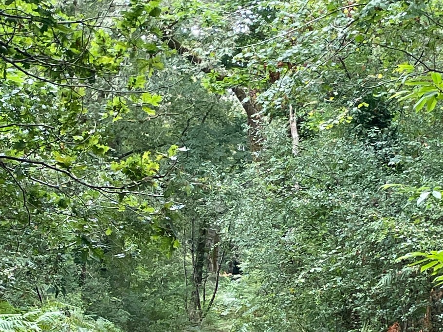 Gîte d'Hybère - Forêt