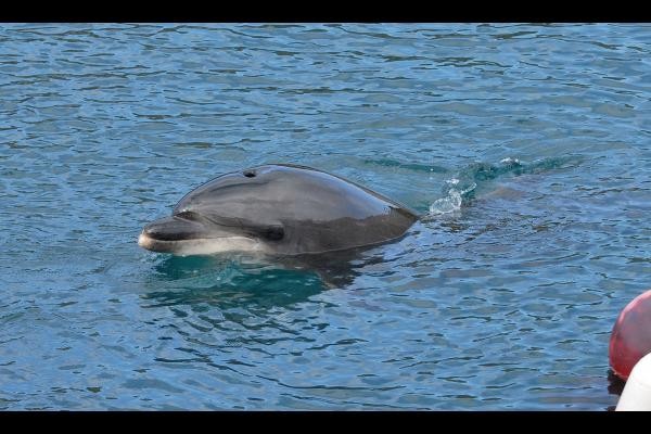 Dauphin Aber Benoît