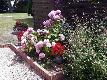 Jardin fleuri.