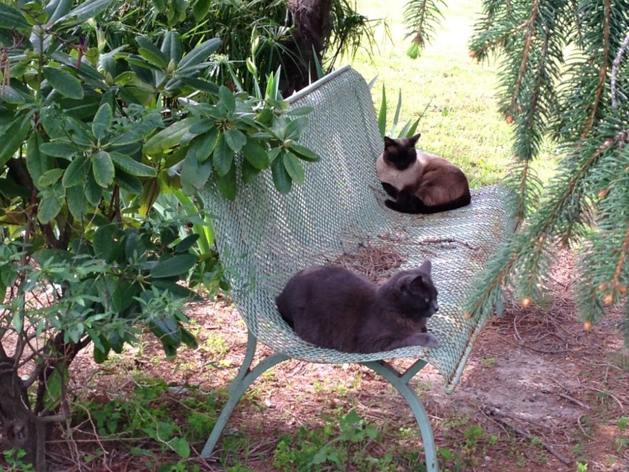 Jardin