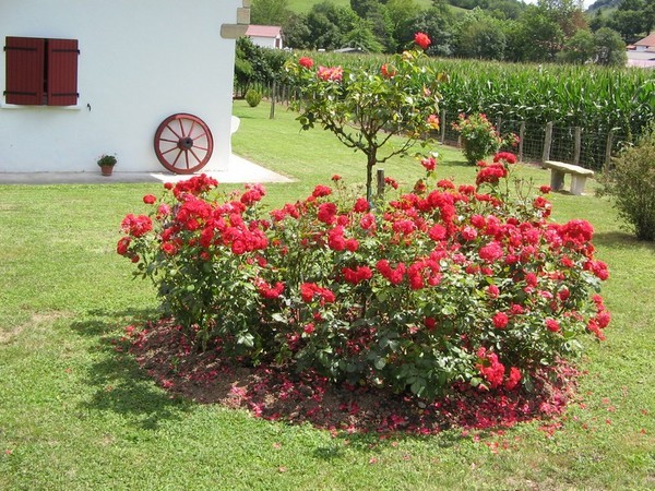 Maison Dabbadie - Bonloc (Pays basque)