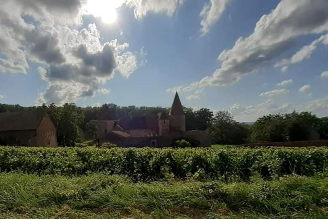 Vignoble