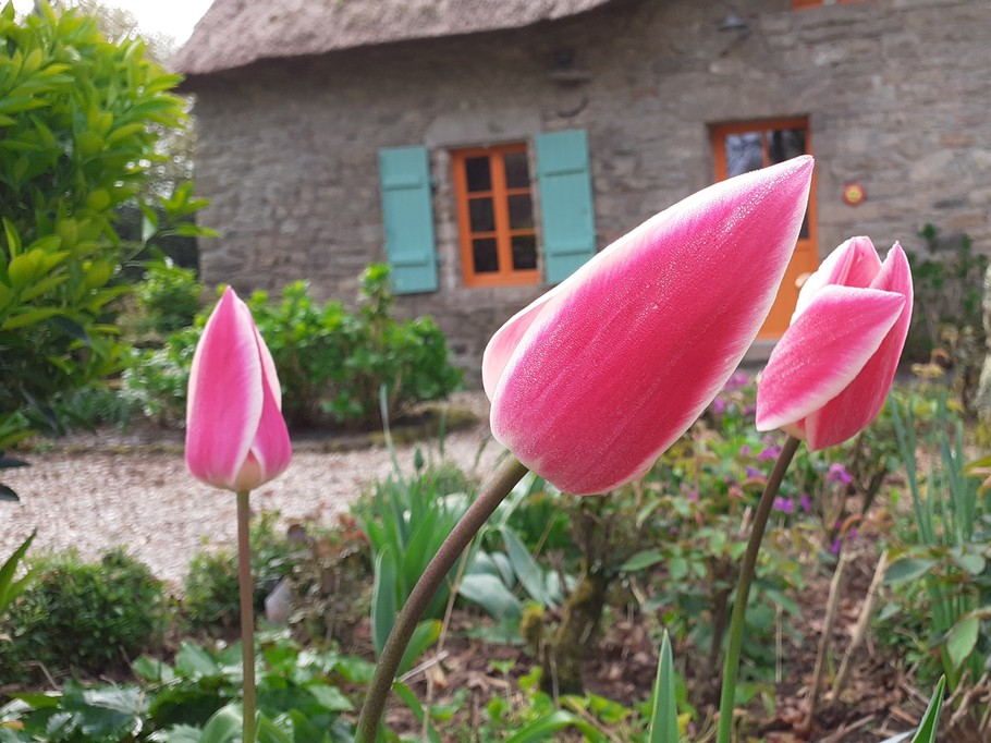 au jardin de BrAd en Brière