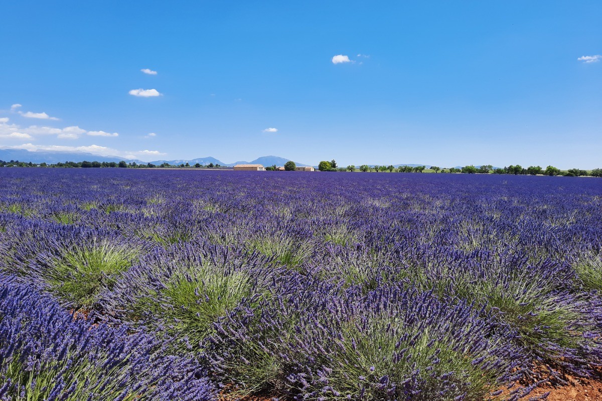 Lavande Plateau de Valensole