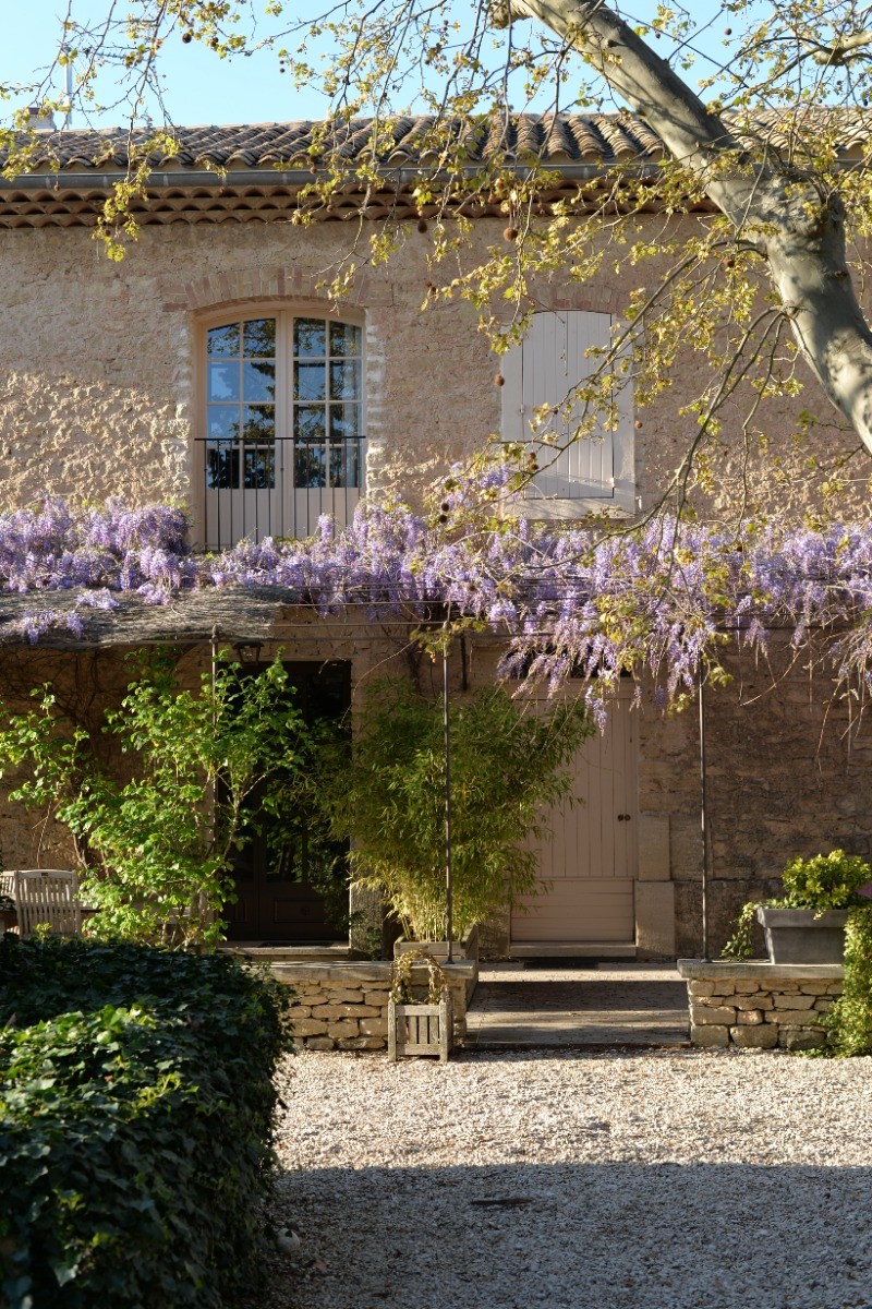 La glycine en fleur