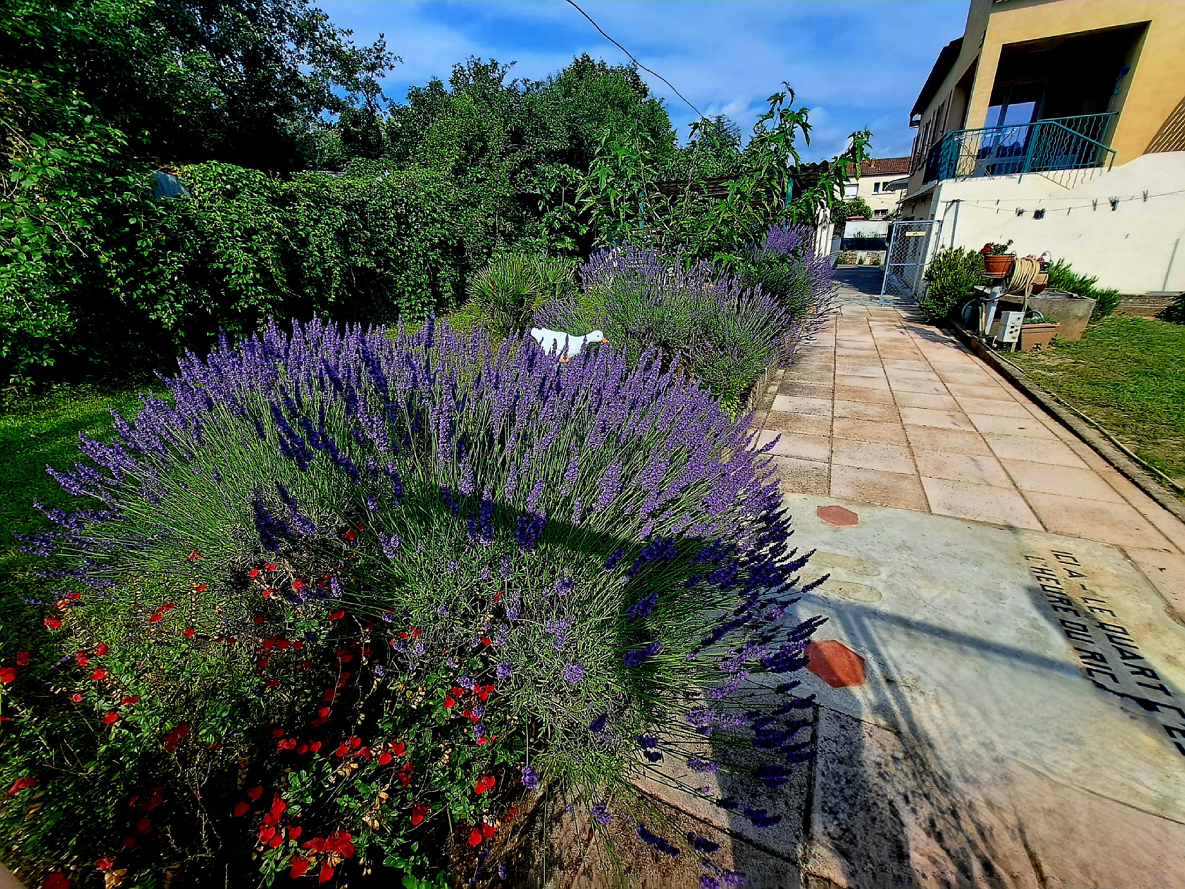 Lavande en fleurs