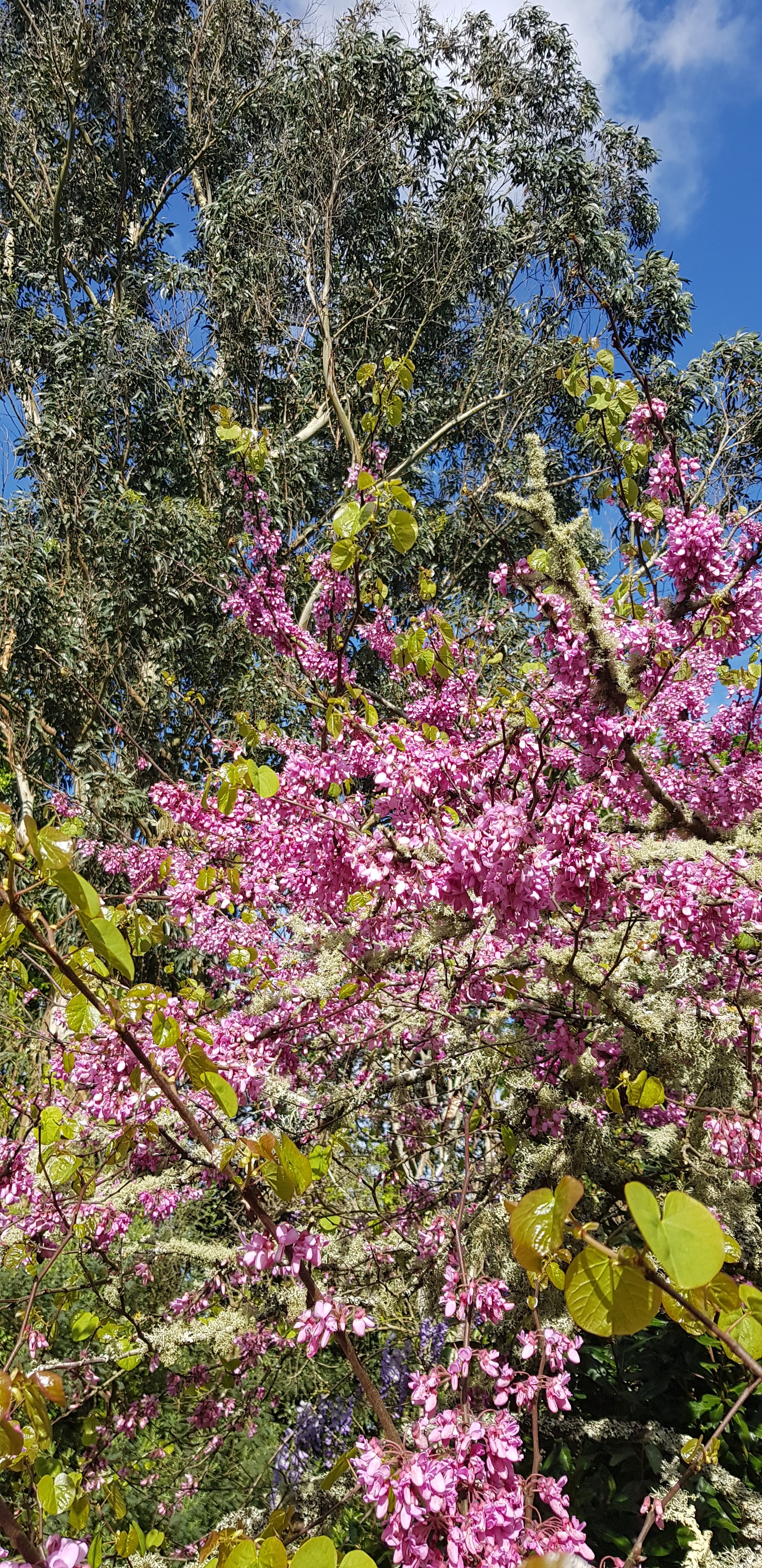 dans votre jardin en pleine floraison