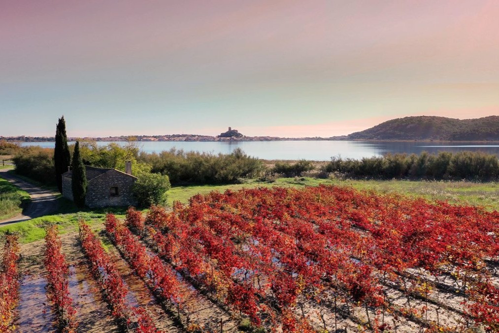 Paysage vignes