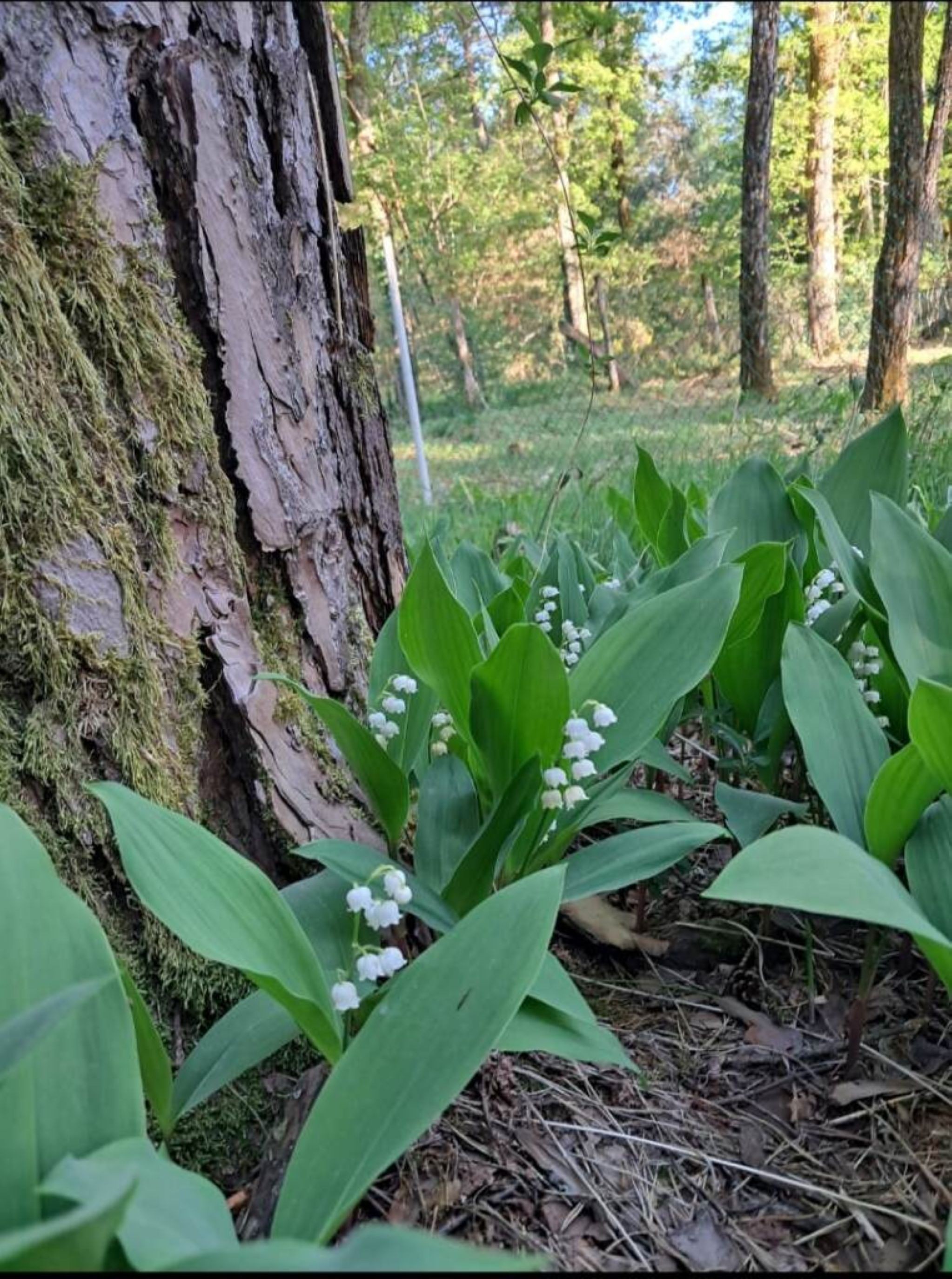 Dans le jardin au pied d'un pin de la propriété