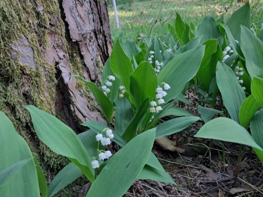Dans le jardin au pied d'un pin de la propriété